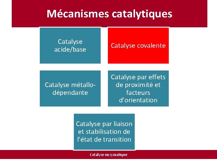 Mécanismes catalytiques Catalyse acide/base Catalyse covalente Catalyse métallodépendante Catalyse par effets de proximité et