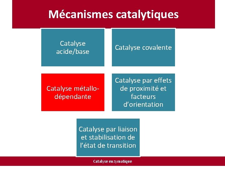 Mécanismes catalytiques Catalyse acide/base Catalyse covalente Catalyse métallodépendante Catalyse par effets de proximité et