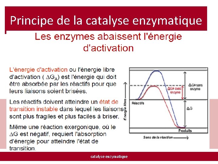 Principe de la catalyse enzymatique 