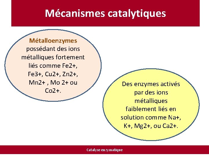 Mécanismes catalytiques Métalloenzymes possédant des ions métalliques fortement liés comme Fe 2+, Fe 3+,