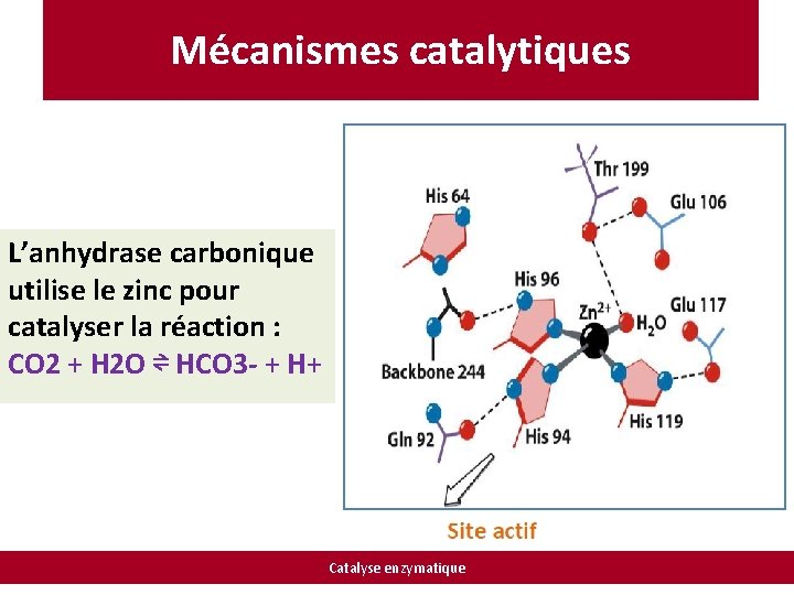 Mécanismes catalytiques L’anhydrase carbonique utilise le zinc pour catalyser la réaction : CO 2