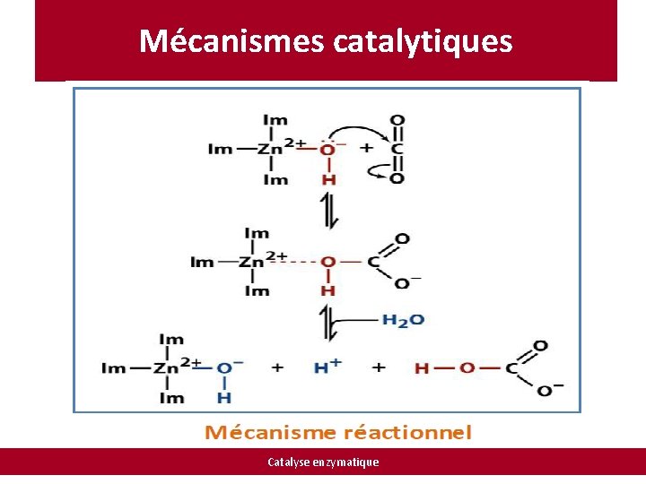 Mécanismes catalytiques Catalyse enzymatique 