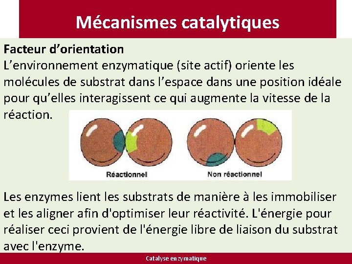 Mécanismes catalytiques Facteur d’orientation L’environnement enzymatique (site actif) oriente les molécules de substrat dans