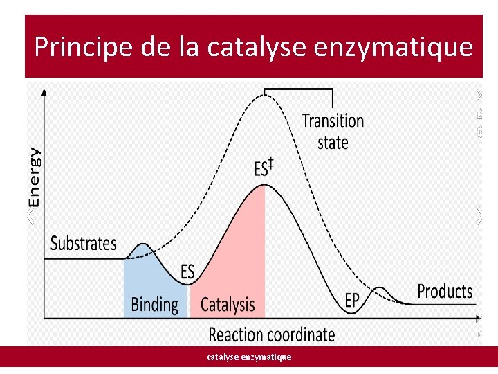 Principe de la catalyse enzymatique 