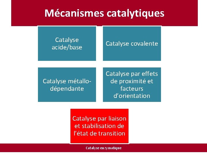 Mécanismes catalytiques Catalyse acide/base Catalyse covalente Catalyse métallodépendante Catalyse par effets de proximité et