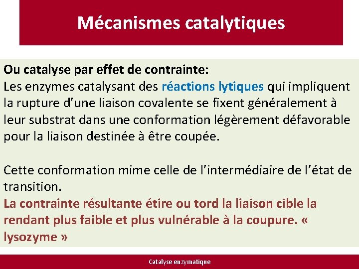 Mécanismes catalytiques Ou catalyse par effet de contrainte: Les enzymes catalysant des réactions lytiques