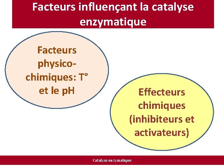 Facteurs influençant la catalyse enzymatique Facteurs physicochimiques: T° et le p. H Effecteurs chimiques