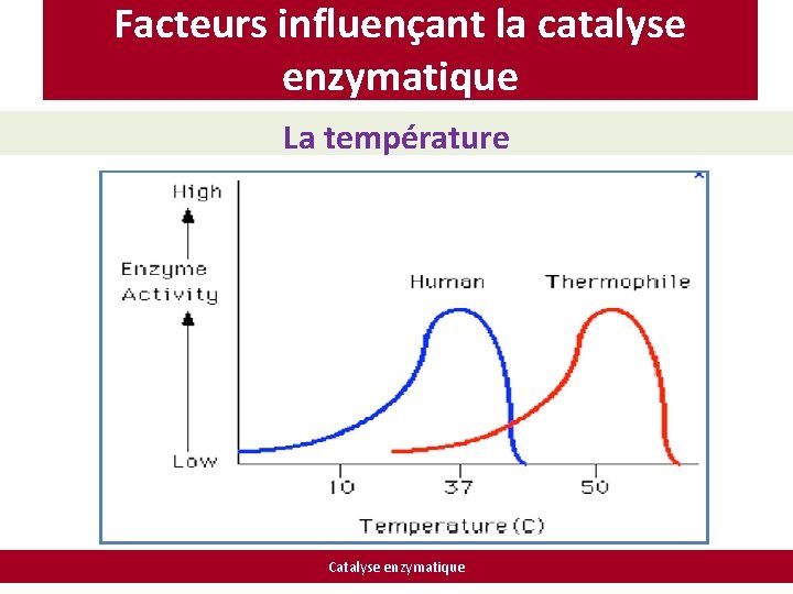 Facteurs influençant la catalyse enzymatique La température Catalyse enzymatique 