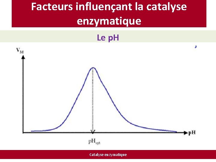 Facteurs influençant la catalyse enzymatique Le p. H Catalyse enzymatique 