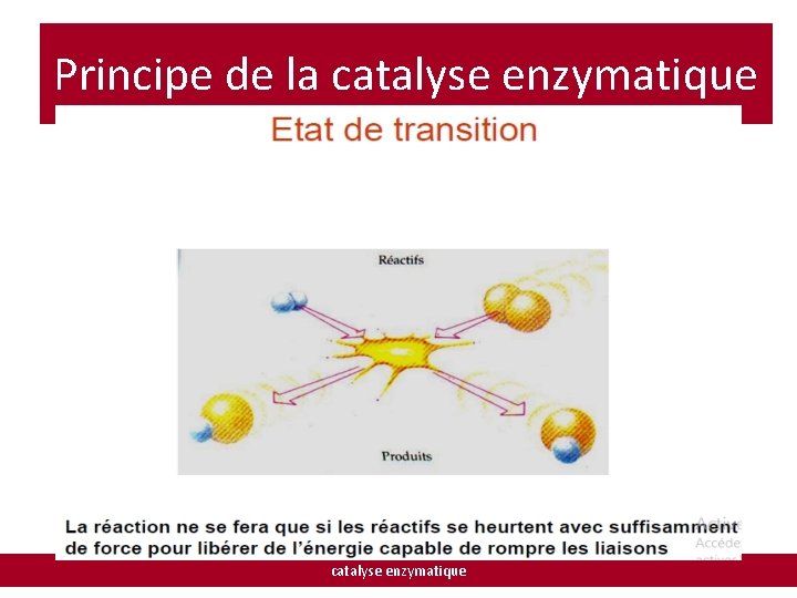 Principe de la catalyse enzymatique 