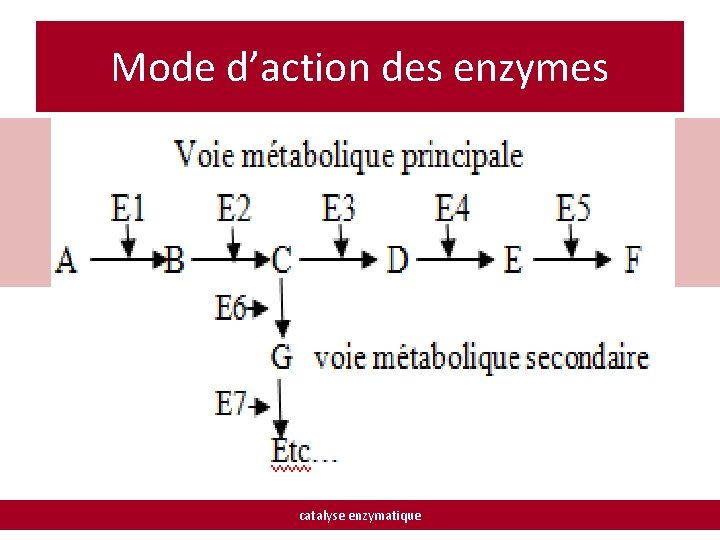 Mode d’action des enzymes catalyse enzymatique 