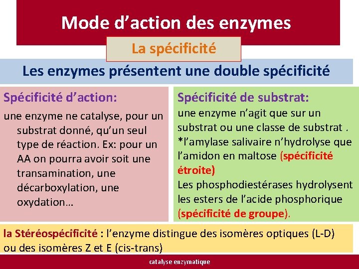 Mode d’action des enzymes La spécificité Les enzymes présentent une double spécificité Spécificité d’action: