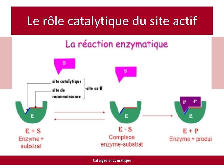 Le rôle catalytique du site actif Catalyse enzymatique 