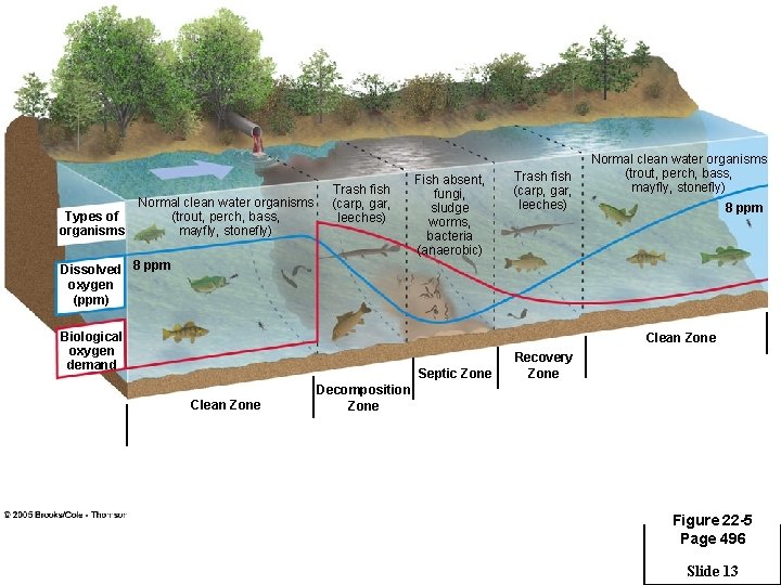 Types of organisms Normal clean water organisms (trout, perch, bass, mayfly, stonefly) Trash fish