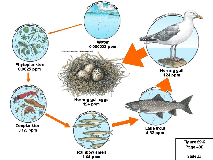 Water 0. 000002 ppm Phytoplankton 0. 0025 ppm Herring gull 124 ppm Herring gull
