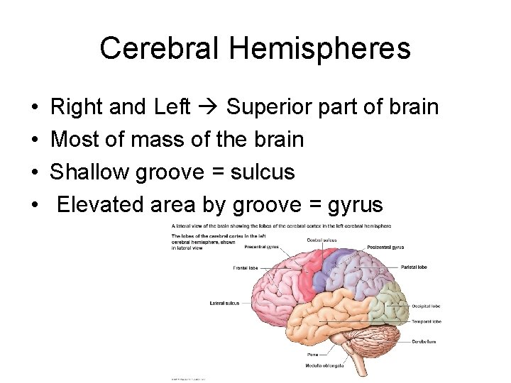 Cerebral Hemispheres • • Right and Left Superior part of brain Most of mass