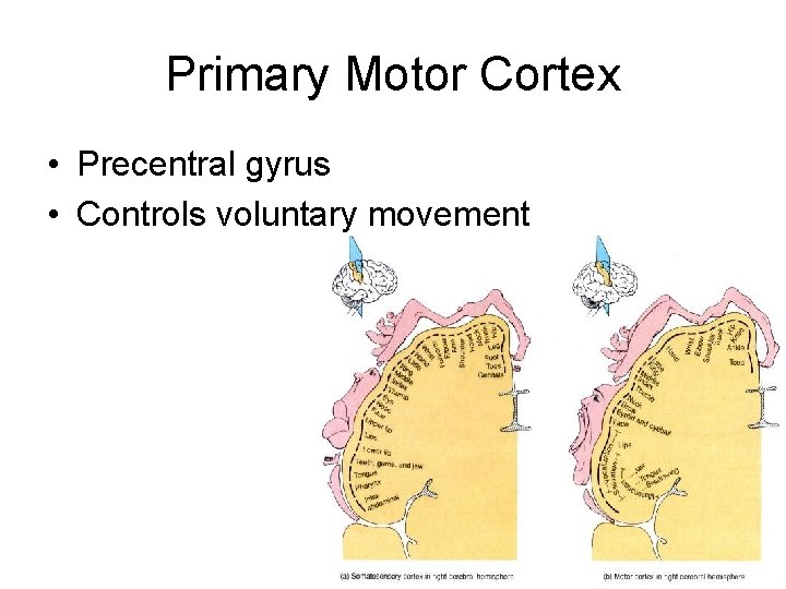 Primary Motor Cortex • Precentral gyrus • Controls voluntary movement 