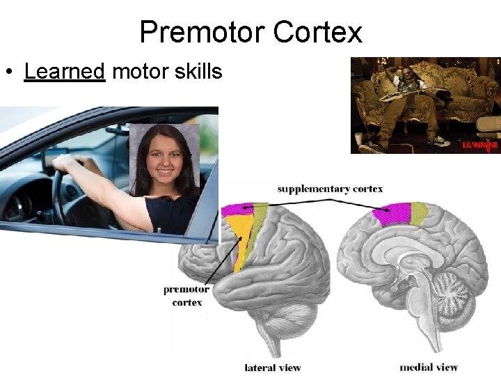 Premotor Cortex • Learned motor skills 