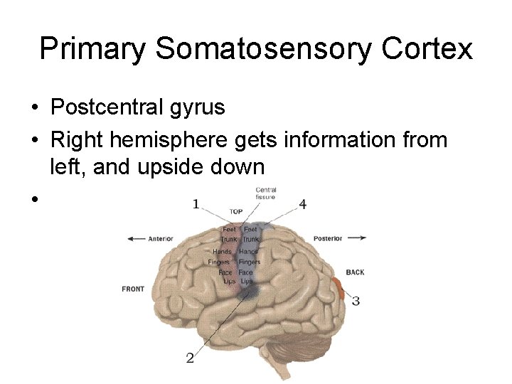 Primary Somatosensory Cortex • Postcentral gyrus • Right hemisphere gets information from left, and