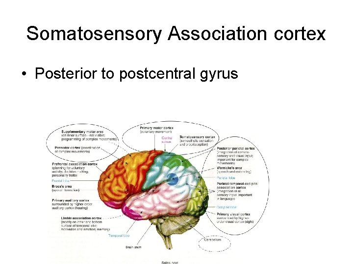 Somatosensory Association cortex • Posterior to postcentral gyrus 