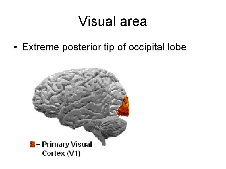 Visual area • Extreme posterior tip of occipital lobe 