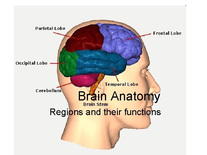 Brain Anatomy Regions and their functions 