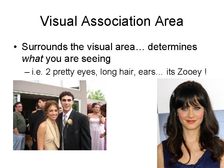 Visual Association Area • Surrounds the visual area… determines what you are seeing –