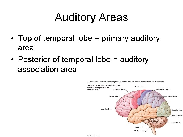 Auditory Areas • Top of temporal lobe = primary auditory area • Posterior of