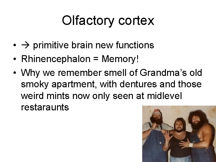 Olfactory cortex • primitive brain new functions • Rhinencephalon = Memory! • Why we