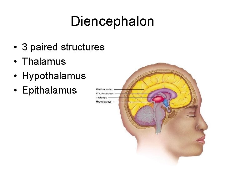 Diencephalon • • 3 paired structures Thalamus Hypothalamus Epithalamus 