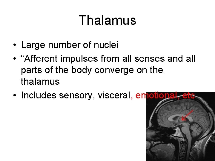 Thalamus • Large number of nuclei • “Afferent impulses from all senses and all