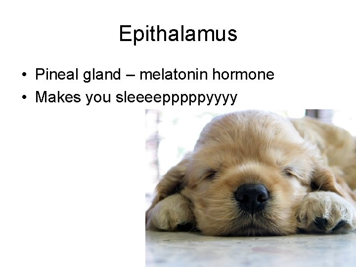 Epithalamus • Pineal gland – melatonin hormone • Makes you sleeeepppppyyyy 