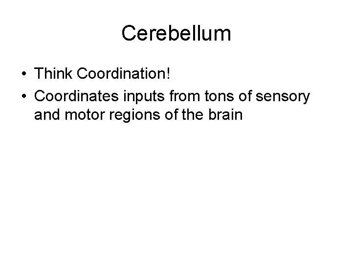 Cerebellum • Think Coordination! • Coordinates inputs from tons of sensory and motor regions