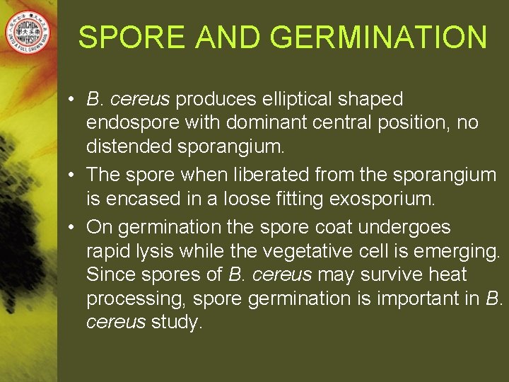 SPORE AND GERMINATION • B. cereus produces elliptical shaped endospore with dominant central position,