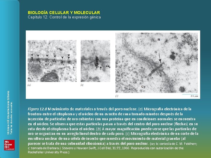 BIOLOGÍA CELULAR Y MOLECULAR Todos los derechos reservados. Mc. Graw-Hill Interamericana Editores Capítulo 12.