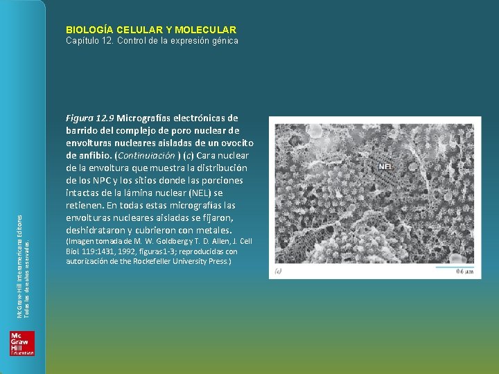 BIOLOGÍA CELULAR Y MOLECULAR Figura 12. 9 Micrografías electrónicas de barrido del complejo de