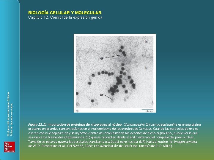 BIOLOGÍA CELULAR Y MOLECULAR Todos los derechos reservados. Mc. Graw-Hill Interamericana Editores Capítulo 12.