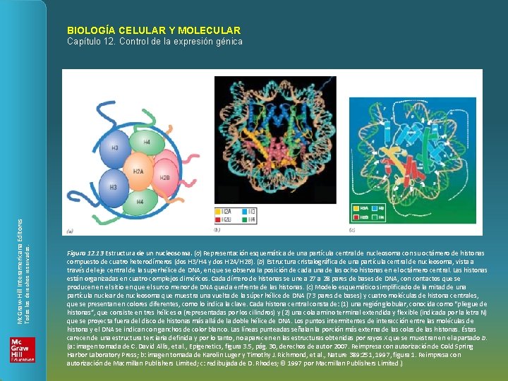 BIOLOGÍA CELULAR Y MOLECULAR Todos los derechos reservados. Mc. Graw-Hill Interamericana Editores Capítulo 12.