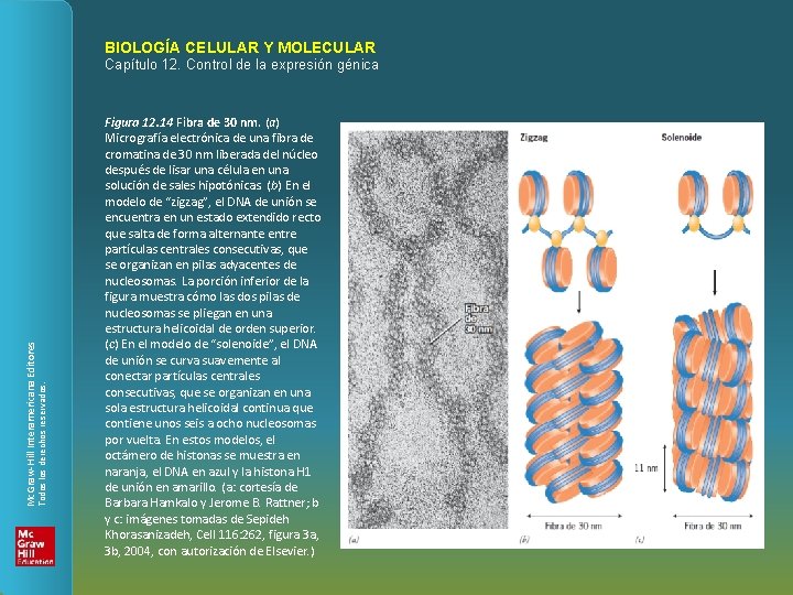 BIOLOGÍA CELULAR Y MOLECULAR Todos los derechos reservados. Mc. Graw-Hill Interamericana Editores Capítulo 12.