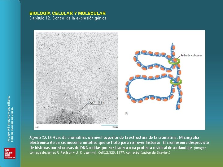 BIOLOGÍA CELULAR Y MOLECULAR Todos los derechos reservados. Mc. Graw-Hill Interamericana Editores Capítulo 12.