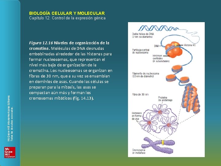 BIOLOGÍA CELULAR Y MOLECULAR Figura 12. 16 Niveles de organización de la cromatina. Moléculas
