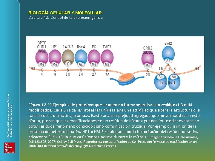 BIOLOGÍA CELULAR Y MOLECULAR Todos los derechos reservados. Mc. Graw-Hill Interamericana Editores Capítulo 12.