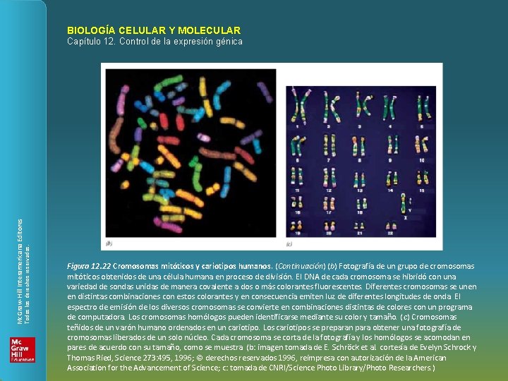 BIOLOGÍA CELULAR Y MOLECULAR Todos los derechos reservados. Mc. Graw-Hill Interamericana Editores Capítulo 12.