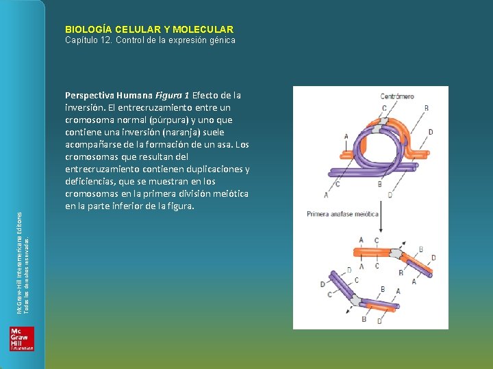 BIOLOGÍA CELULAR Y MOLECULAR Perspectiva Humana Figura 1 Efecto de la inversión. El entrecruzamiento