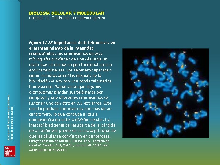 BIOLOGÍA CELULAR Y MOLECULAR Todos los derechos reservados. Mc. Graw-Hill Interamericana Editores Capítulo 12.