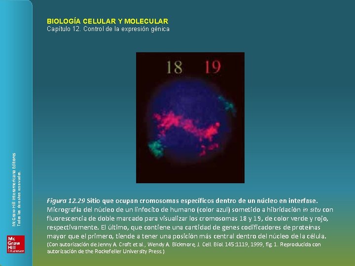 BIOLOGÍA CELULAR Y MOLECULAR Todos los derechos reservados. Mc. Graw-Hill Interamericana Editores Capítulo 12.