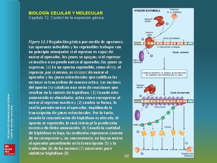 BIOLOGÍA CELULAR Y MOLECULAR Todos los derechos reservados. Mc. Graw-Hill Interamericana Editores Capítulo 12.