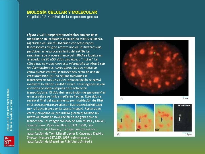 BIOLOGÍA CELULAR Y MOLECULAR Todos los derechos reservados. Mc. Graw-Hill Interamericana Editores Capítulo 12.