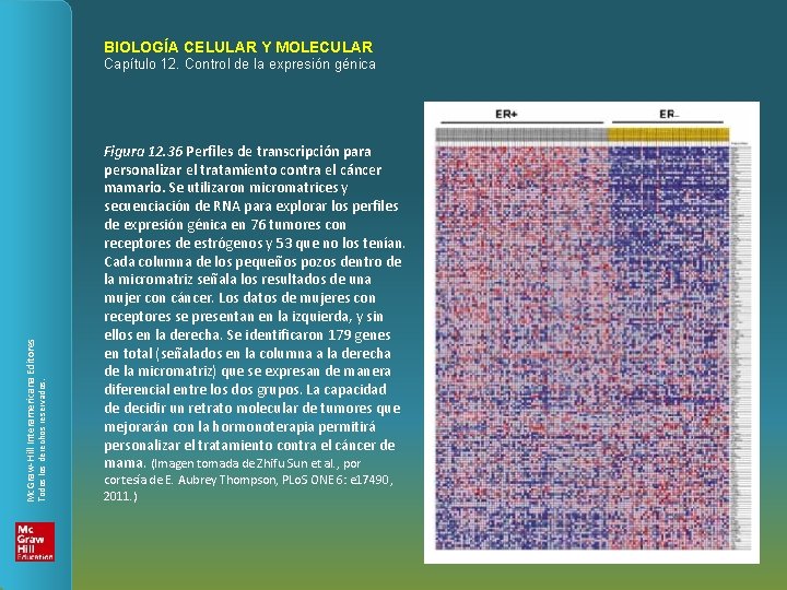 BIOLOGÍA CELULAR Y MOLECULAR Todos los derechos reservados. Mc. Graw-Hill Interamericana Editores Capítulo 12.