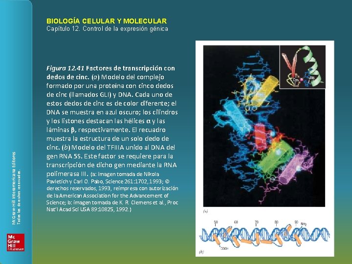 BIOLOGÍA CELULAR Y MOLECULAR Todos los derechos reservados. Mc. Graw-Hill Interamericana Editores Capítulo 12.